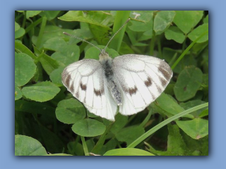 Green-veined White Butterflies. Females. Hetton Bogs. 1st August 2023 2.jpg